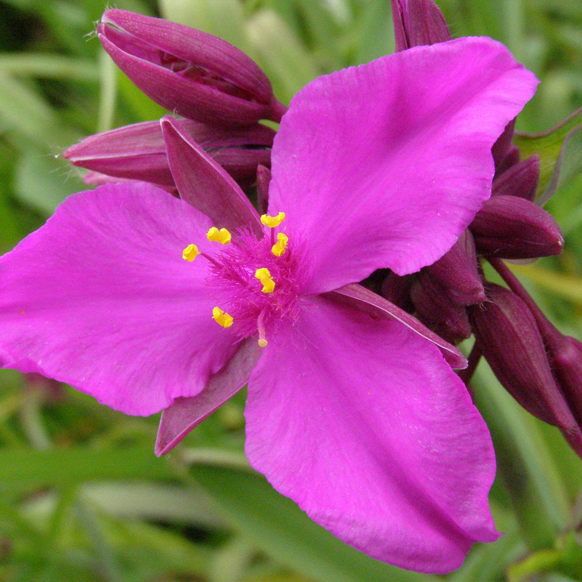 Promesse de Fleurs - Ephémère de Virginie - Tradescantia andersoniana Red Grape Pot de 2L/3L
