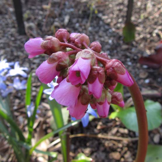 Bergenia Eden's Magic Giant - Plante des savetiers Godet de 8/9 cm