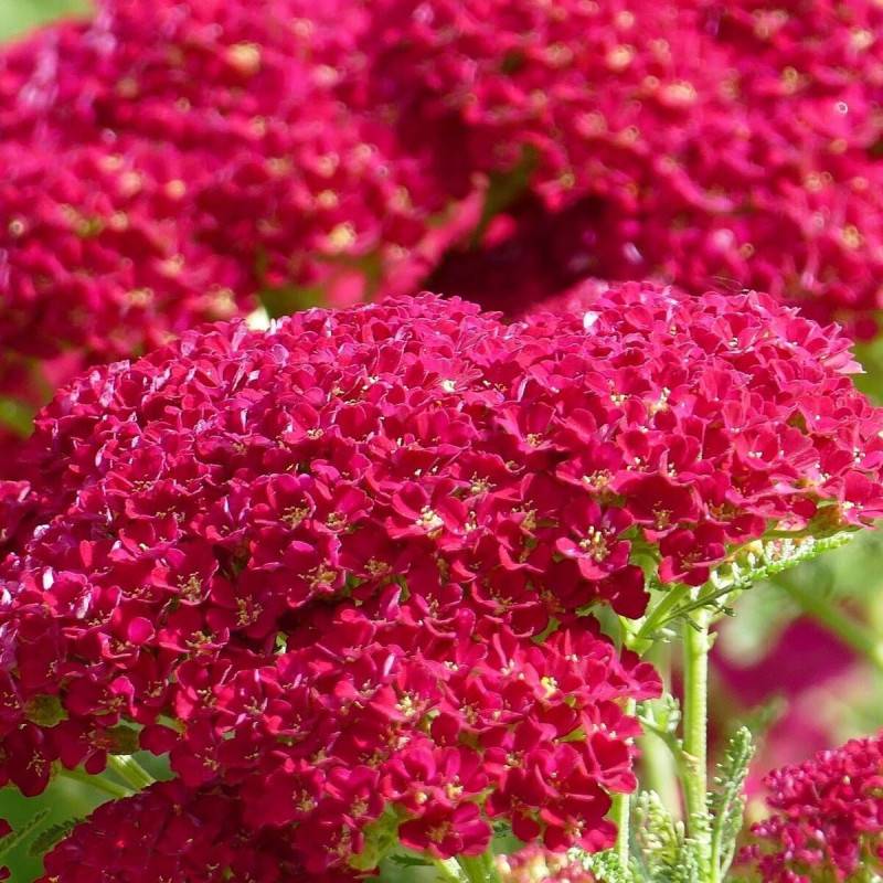 Achillée Fanal à fleurs Rouge - feuillage Caduc - Godet - 5/20 cm-  hauteur à maturité De 0,50 m à 1,00 m - Image 1