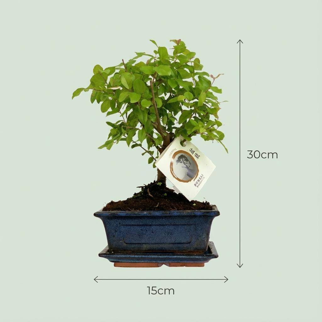 Bonsai Boule - Hauteur 25-30cm (céramique) - 2 plantes - Plantes d'intérieur - Image 4