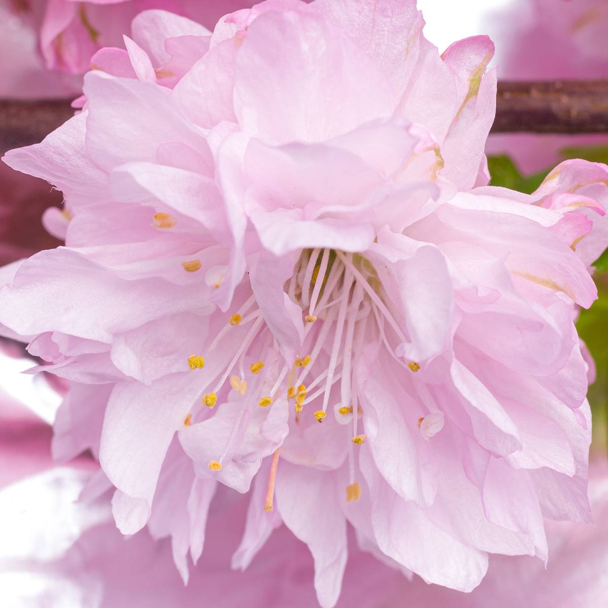 Promesse de Fleurs - Amandier à fleurs - Prunus triloba Rosenmund Pot de 4L/5L