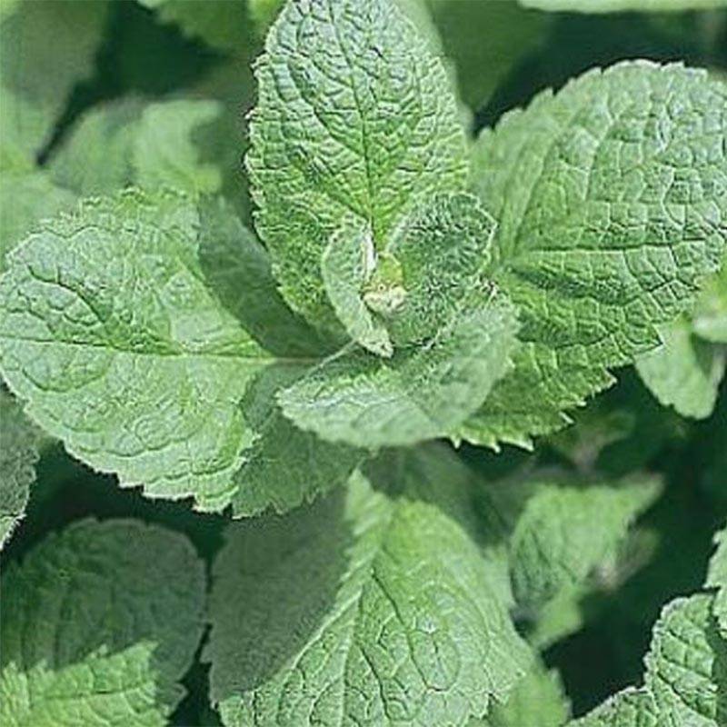 Menthe suisse - Mentha x piperita Swiss Pot de 1,5L/2L