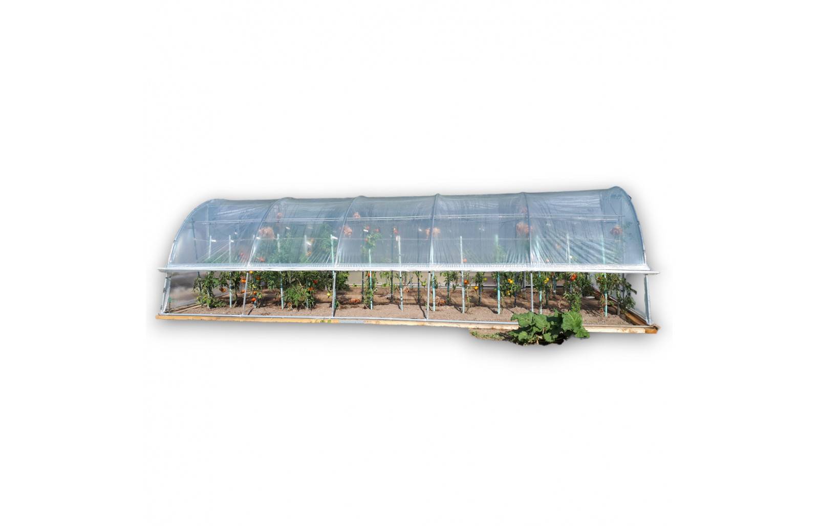 Serre tunnel de jardin - 38m² - 3,7 x 10,5 m - pieds arrondis - polyéthylène haute densité - aérations latérales - LES SERRES TONNEAU - Image 2