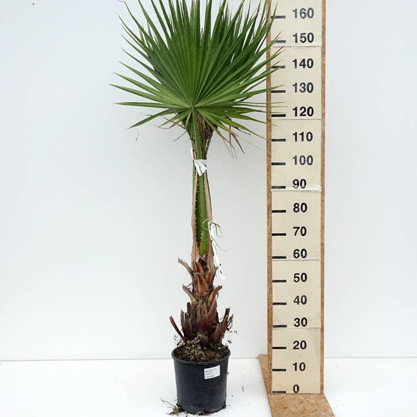 Promesse de Fleurs - Washingtonia robusta - Palmier du Mexique Pot de 7,5L/10L - Image 2