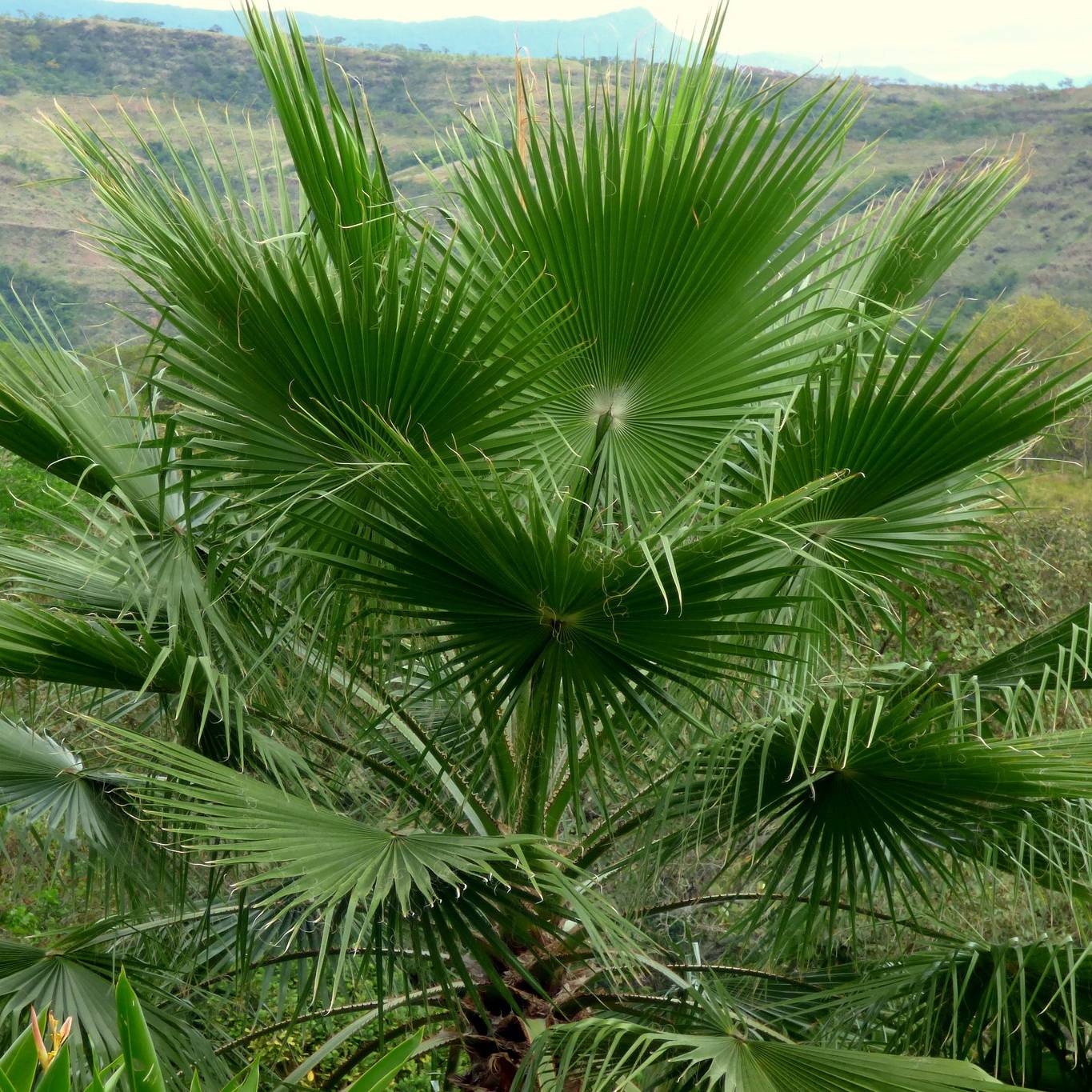 Promesse de Fleurs - Washingtonia robusta - Palmier du Mexique Pot de 7,5L/10L - Image 1