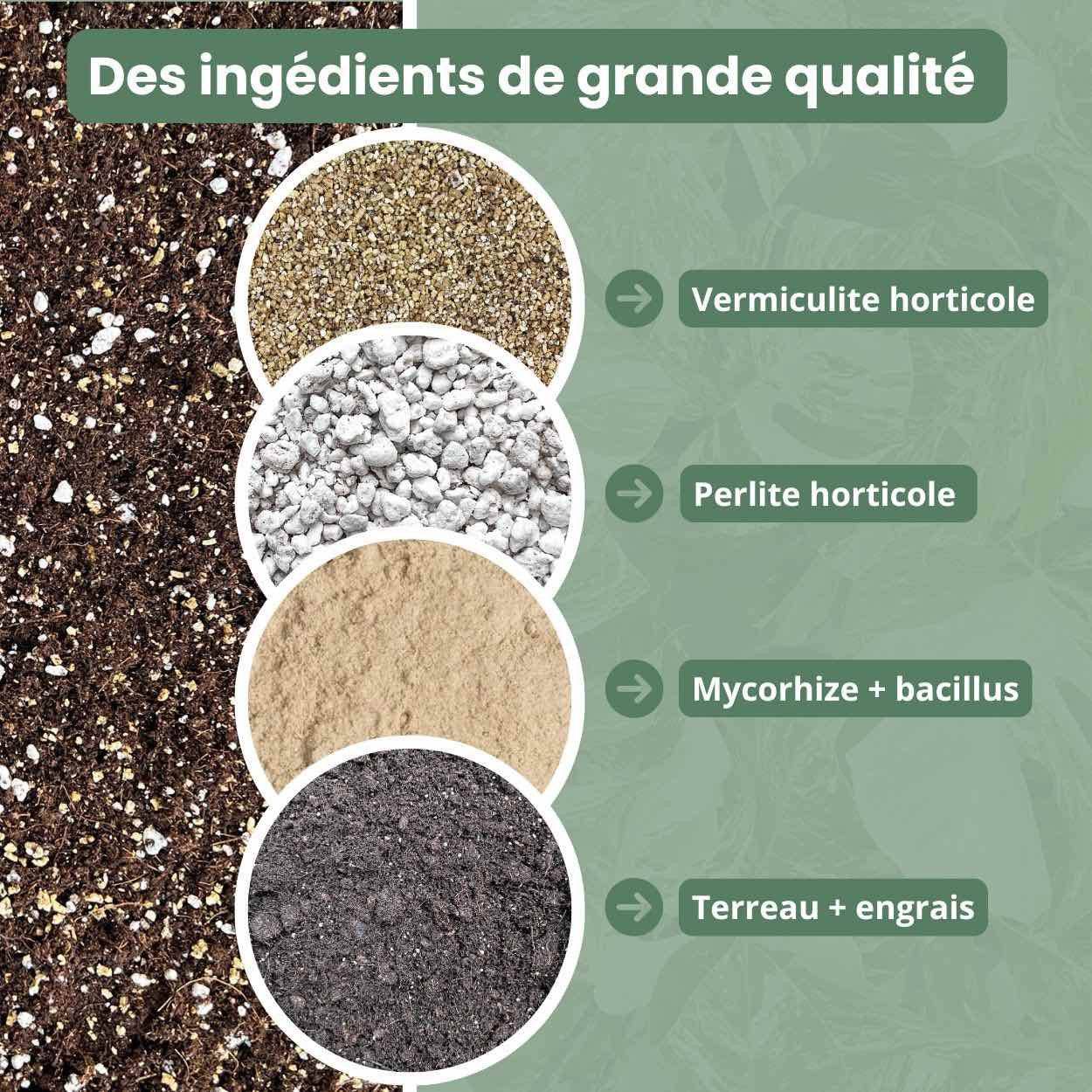Terreau Calathea & Maranta Premium - Enrichi en Mycorhize et Bacillus - Fabriqué en France - Image 6