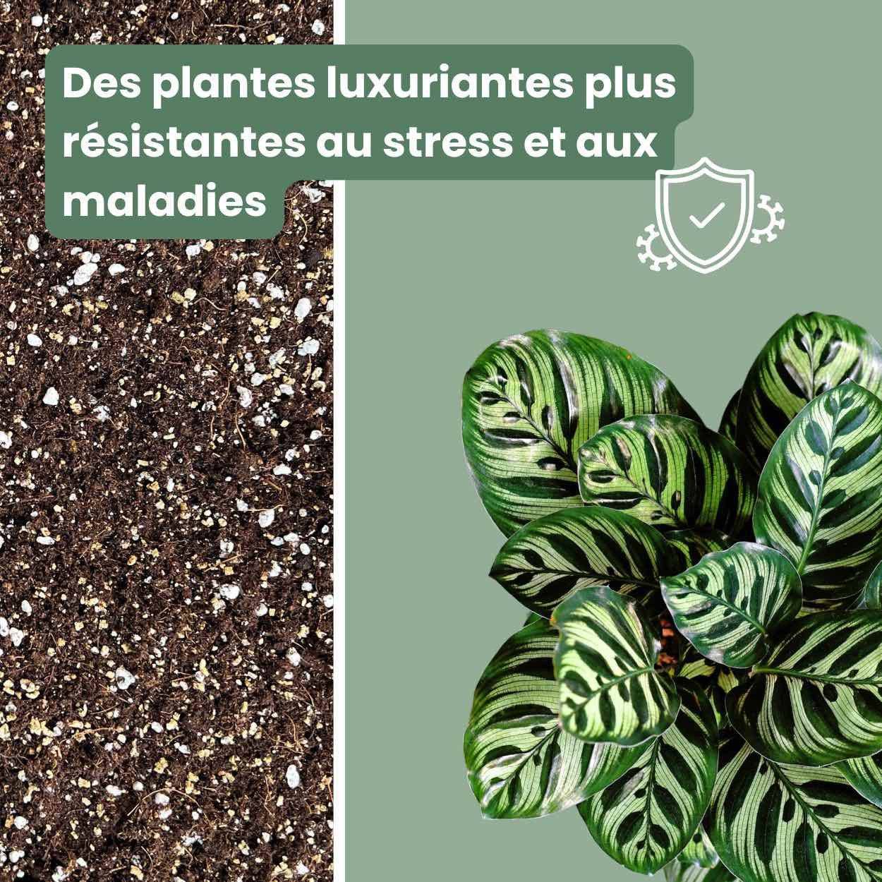Terreau Calathea & Maranta Premium - Enrichi en Mycorhize et Bacillus - Fabriqué en France - Image 5