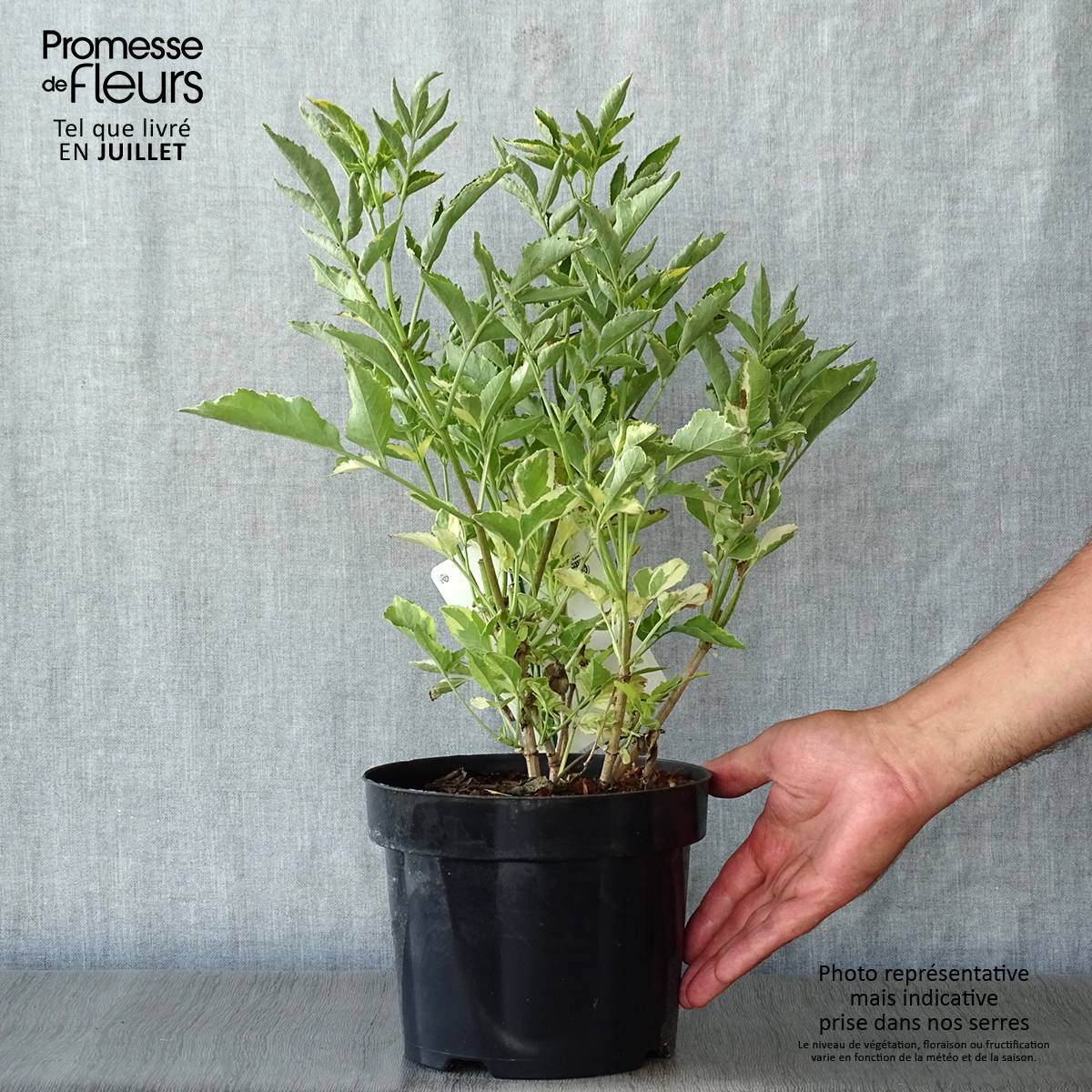 Sureau noir - Sambucus nigra Madonna Pot de 3L/4L - Image 2