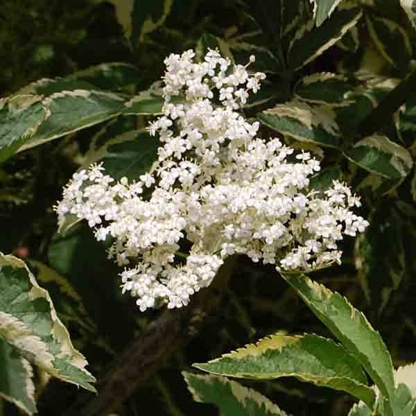 Sureau noir - Sambucus nigra Madonna Pot de 3L/4L - Image 1