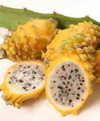 Sans Marque - Pitaya : Hylocereus H.megalanthus jaune (Pitaya ou fruit du dragon) Couleur floraison:jaune - Taille:Pot de 4 litres ? 40/60 cm