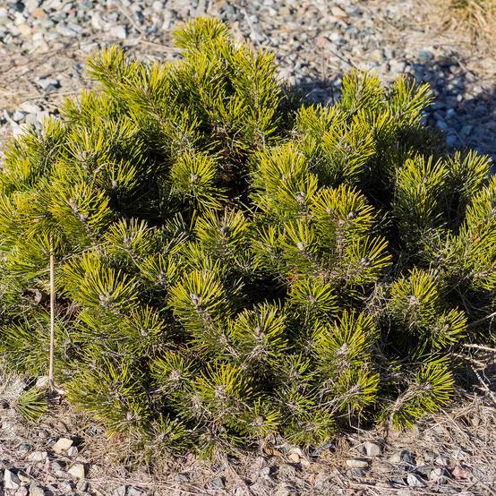 Pinus mugo pumilio - Pin de montagne Pot de 2L/3L - Image 1
