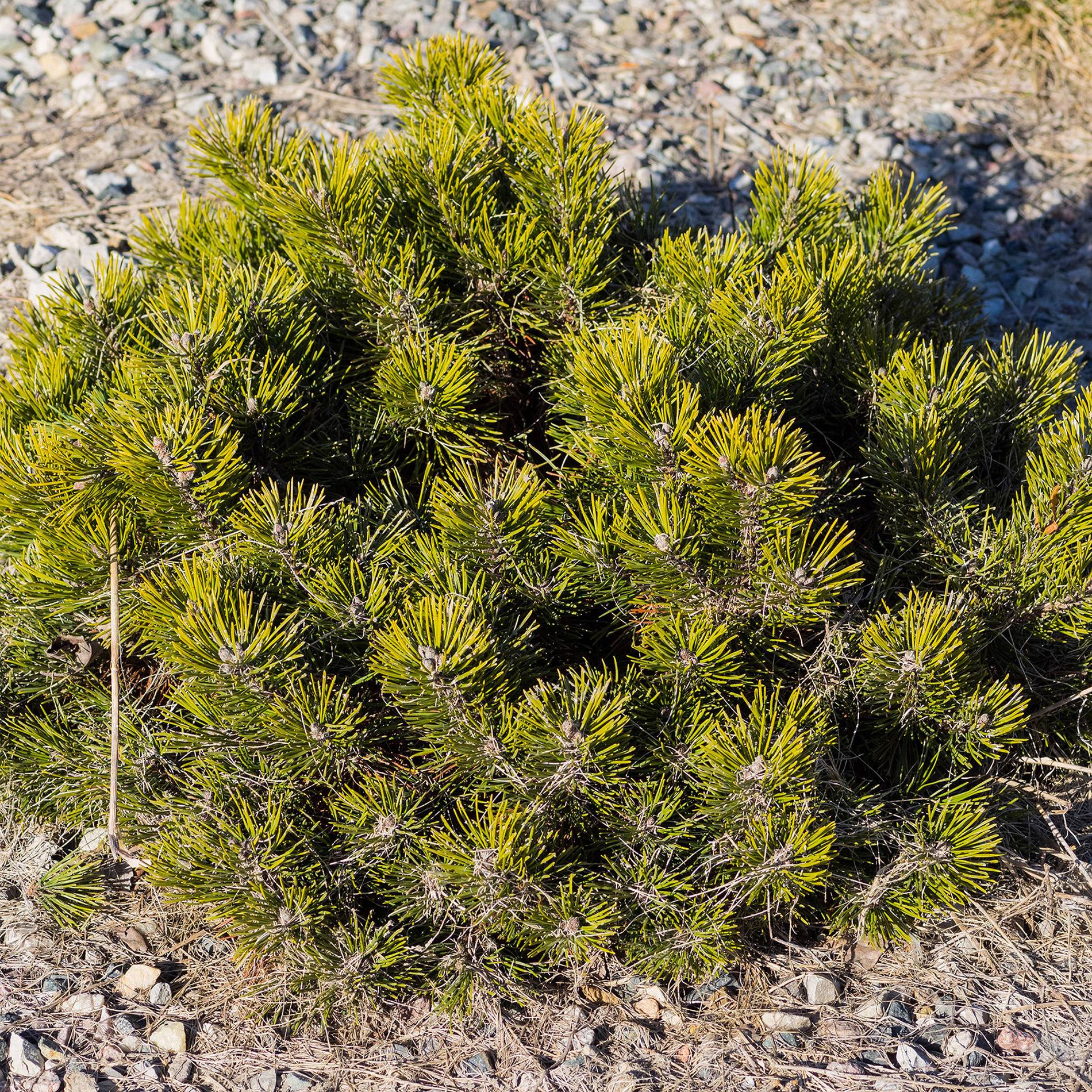 Pinus mugo pumilio - Pin de montagne Pot de 2L/3L - Image 1
