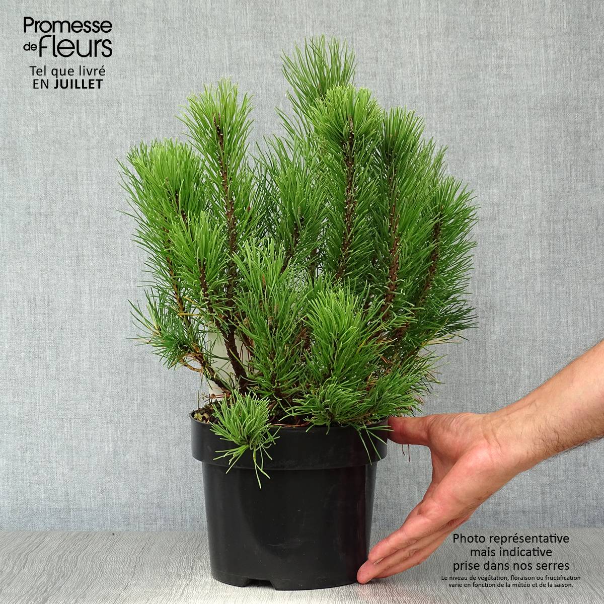 Pinus mugo pumilio - Pin de montagne Pot de 2L/3L - Image 2