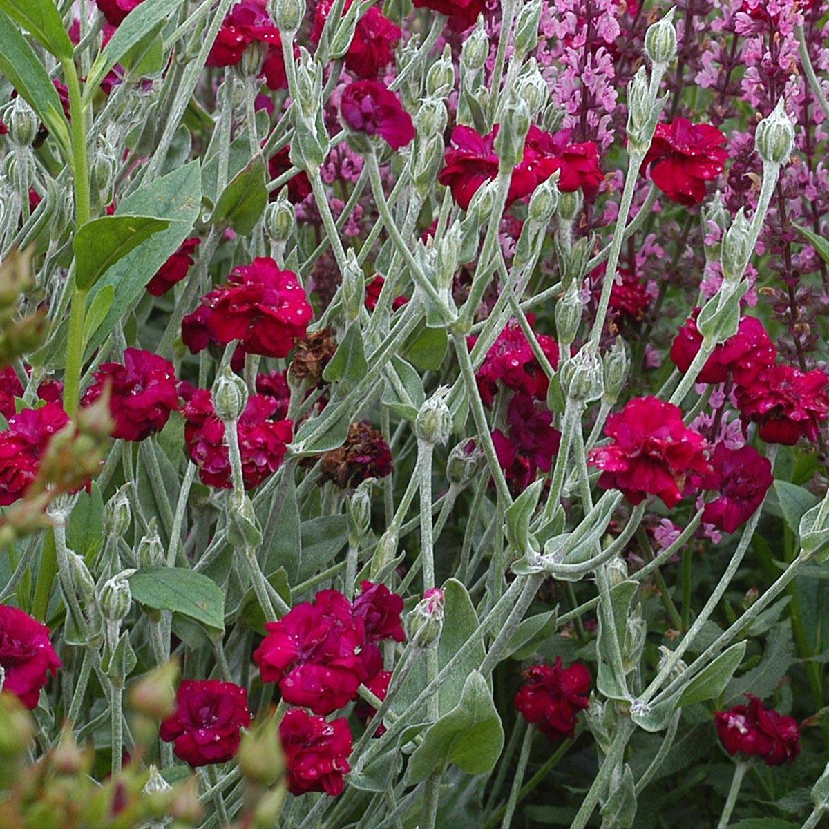 Lychnis coronaria Gardener s World - Coquelourde des jardins double Godet de 8/9 cm