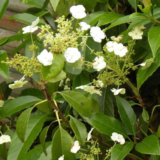 Hortensia grimpant Seemanii à fleurs Blanche - feuillage Persistant - Pot de 3L - Echelle bambou 60/120 cm- hauteur à maturité De 2,00 m à 2,50 m - Image 6