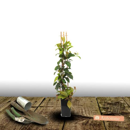 Hortensia grimpant Seemanii à fleurs Blanche - feuillage Persistant - Pot de 3L - Echelle bambou 60/120 cm- hauteur à maturité De 2,00 m à 2,50 m - Image 2