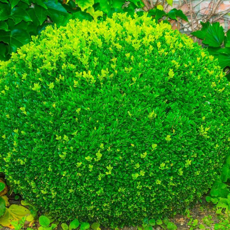 Buis à bordure nain 'Suffruticosa Nana' (Buxus sempervirens 'Suffruticosa Nana') - Godet 9cm - Pépinières Naudet - Image 1