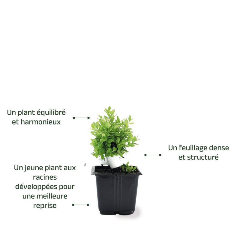 Buis à bordure nain 'Suffruticosa Nana' (Buxus sempervirens 'Suffruticosa Nana') - Godet 9cm - Pépinières Naudet - Image 3