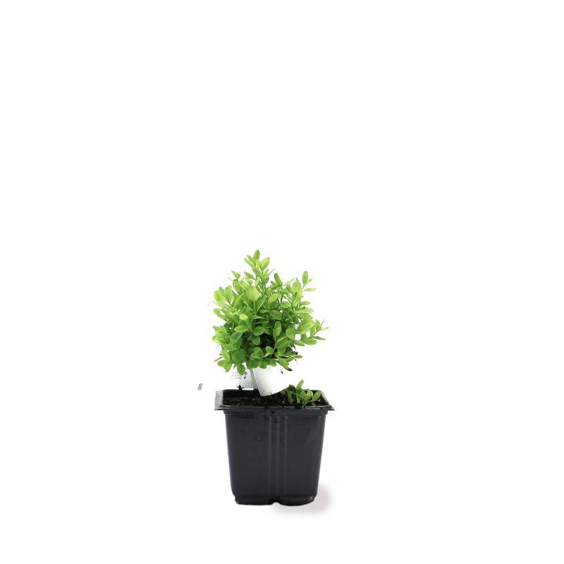 Buis à bordure nain 'Suffruticosa Nana' (Buxus sempervirens 'Suffruticosa Nana') - Godet 9cm - Pépinières Naudet - Image 2