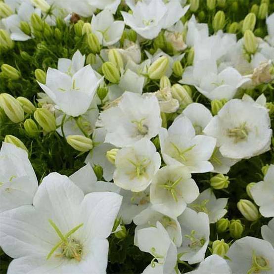 Campanule carpatica Clips blanche - Campanule des Carpates Godet de 8/9 cm