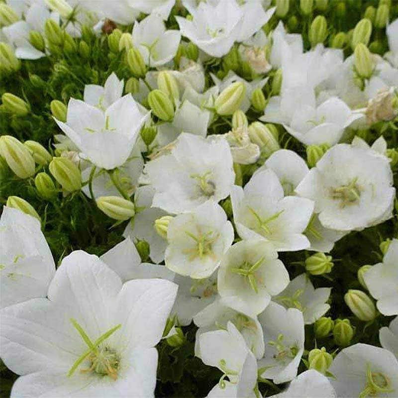 Promesse de Fleurs - Campanule carpatica Clips blanche - Campanule des Carpates Godet de 8/9 cm