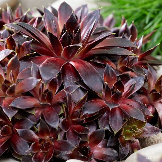 Promesse de Fleurs - Sempervivum Colorockz Coconut Crystal - Joubarbe Godet de 8/9 cm