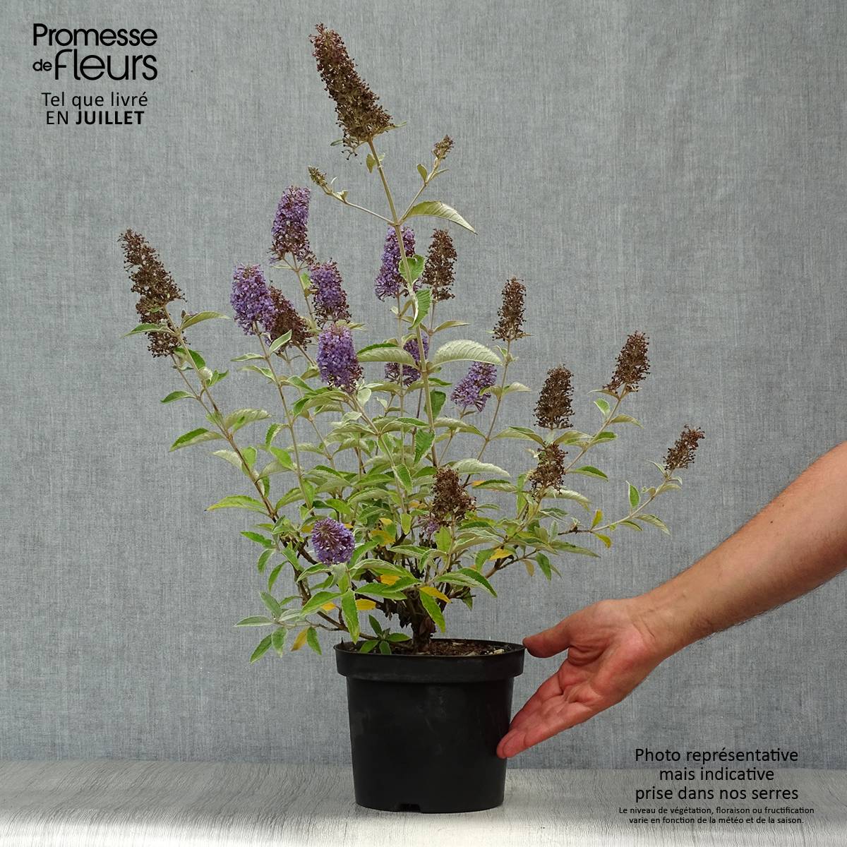 Buddleia Lochinch - Arbre aux papillons Pot de 2L/3L - Image 2