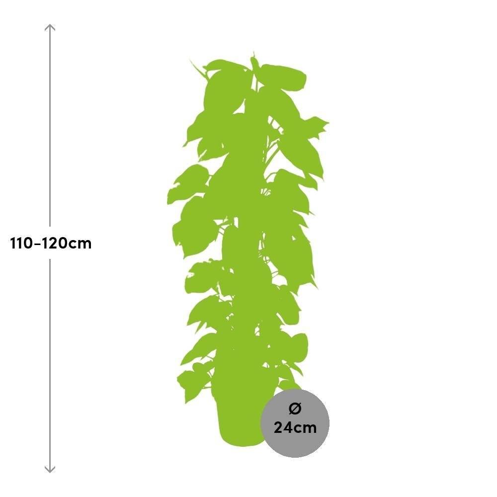 Epipremnum Pinnatum - D24 H120cm - Image 2