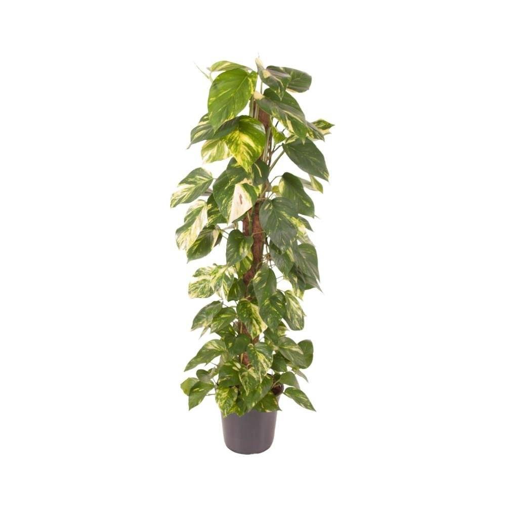 Epipremnum Pinnatum - D24 H120cm - Image 1