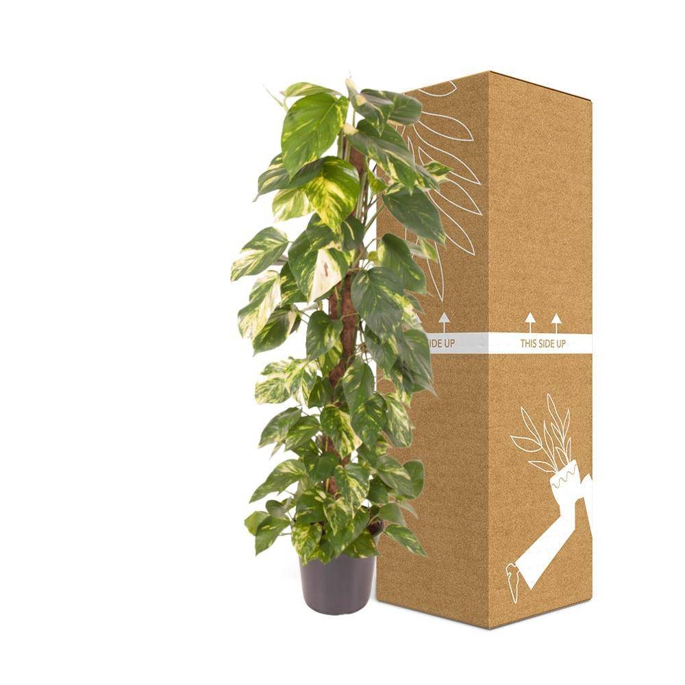 Epipremnum Pinnatum - D24 H120cm - Image 3