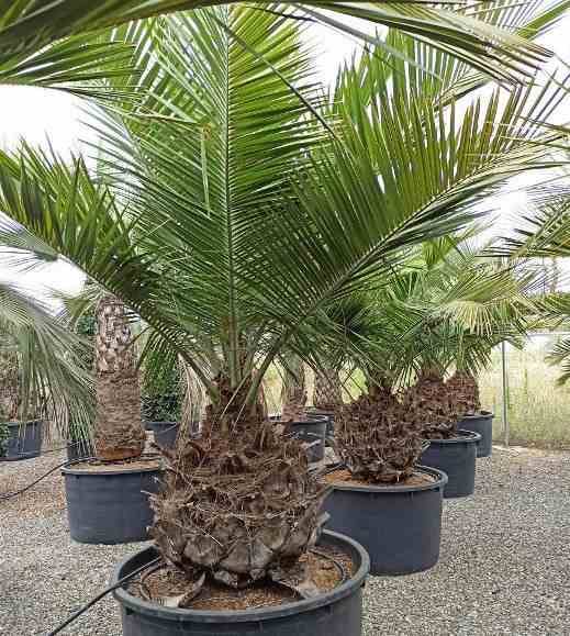 Sans Marque - Jubaea chilensis (Cocotier du chili, palmier à miel, palmier à vin) spécimen Taille:Pot 500L - 175/200cm - pied 70/80 - Image 4