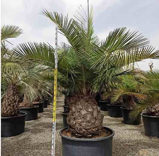 Sans Marque - Jubaea chilensis (Cocotier du chili, palmier à miel, palmier à vin) spécimen Taille:Pot 500L - 175/200cm - pied 70/80 - Image 6