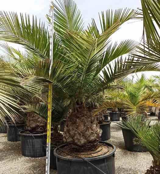 Sans Marque - Jubaea chilensis (Cocotier du chili, palmier à miel, palmier à vin) spécimen Taille:Pot 500L - 175/200cm - pied 70/80 - Image 5