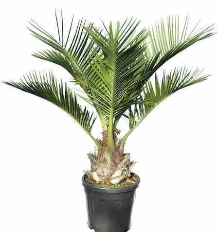 Sans Marque - Jubaea chilensis (Cocotier du chili, palmier à miel, palmier à vin) spécimen Taille:Pot 500L - 175/200cm - pied 70/80 - Image 1