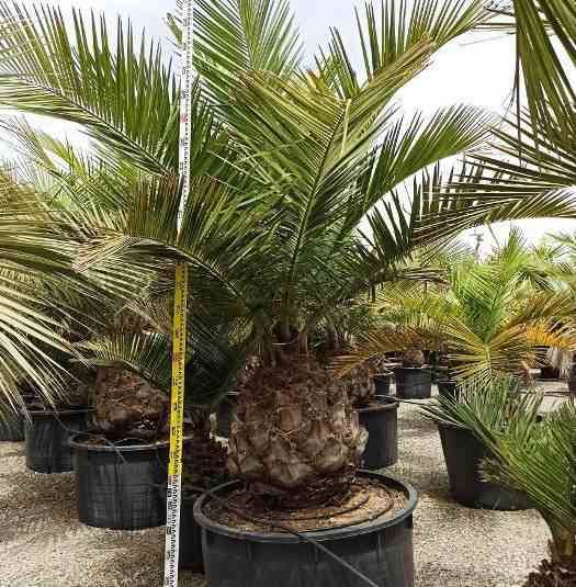 Sans Marque - Jubaea chilensis (Cocotier du chili, palmier à miel, palmier à vin) spécimen Taille:Pot 500L - 175/200cm - pied 70/80 - Image 7