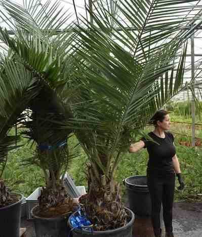Sans Marque - Jubaea chilensis (Cocotier du chili, palmier à miel, palmier à vin) spécimen Taille:Pot 500L - 175/200cm - pied 70/80 - Image 3