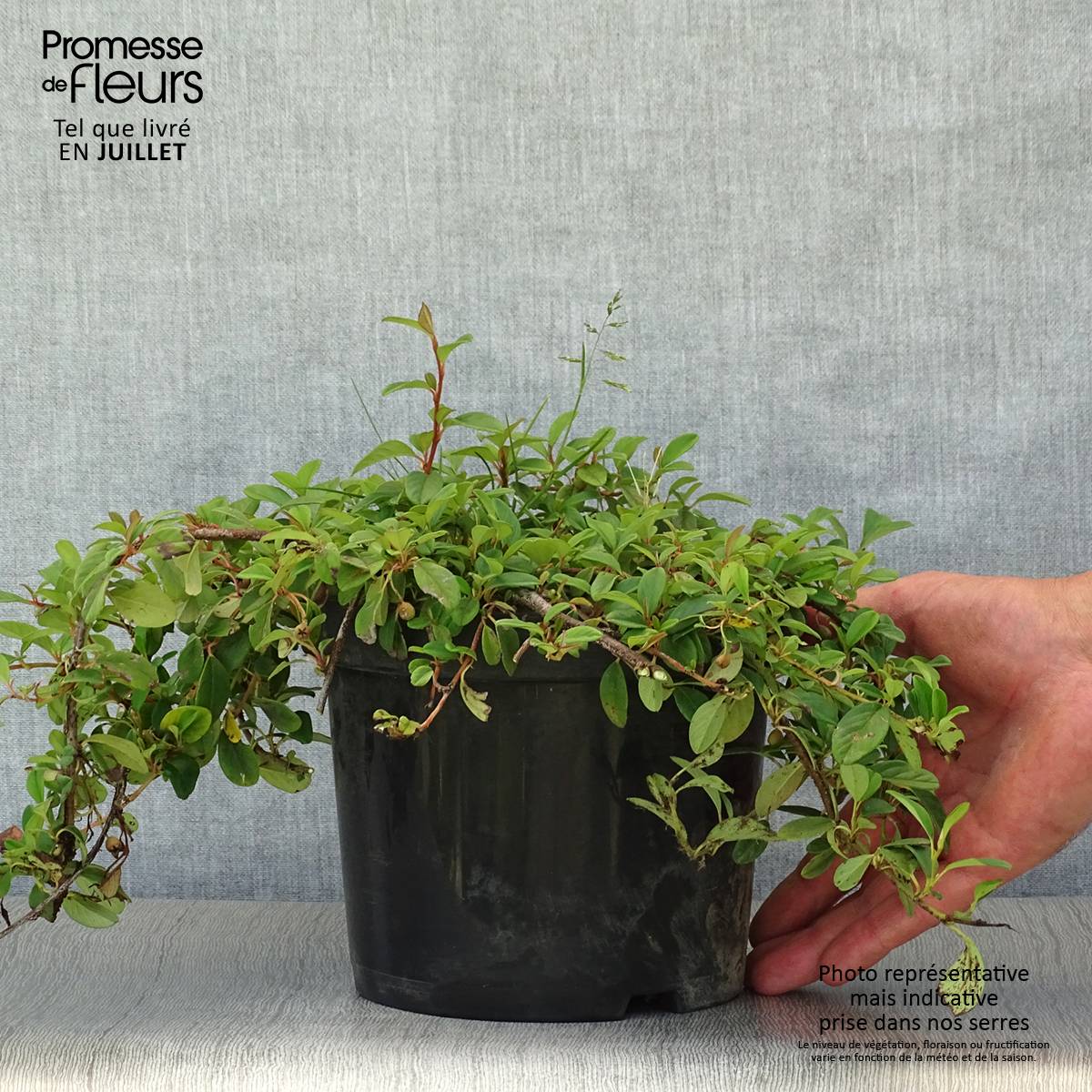 Promesse de Fleurs - Cotoneaster dammeri - Cotoneaster de Dammer Pot de 2L/3L - Image 2