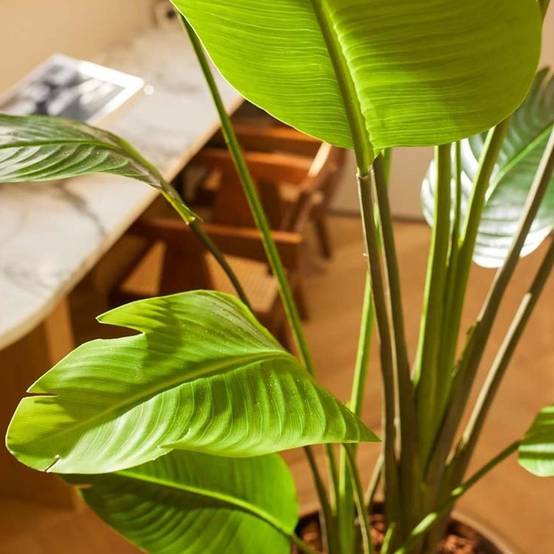 Strelitzia Nicolai - H180cm - Image 2