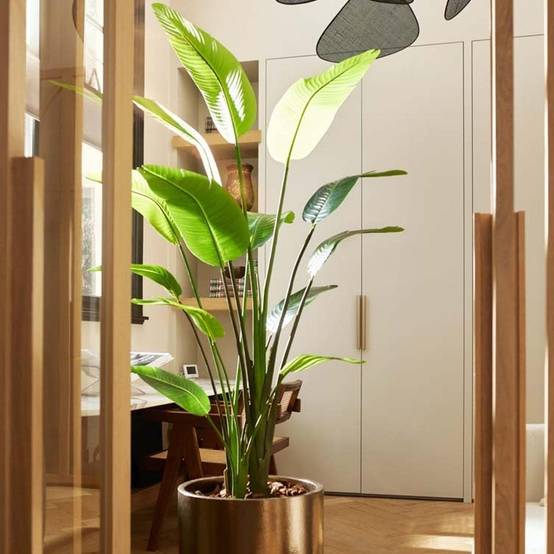 Strelitzia Nicolai - H180cm - Image 3