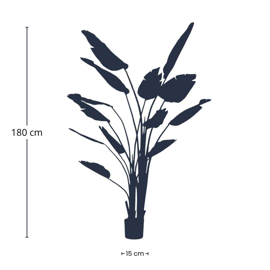 Strelitzia Nicolai - H180cm - Image 4