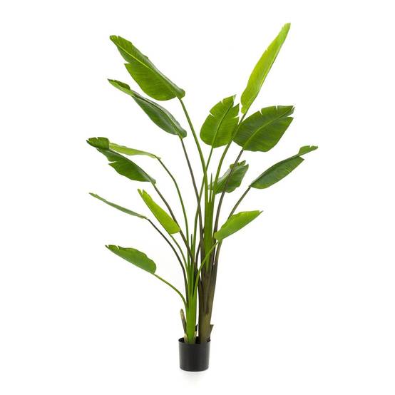 Strelitzia Nicolai - H180cm - Image 1