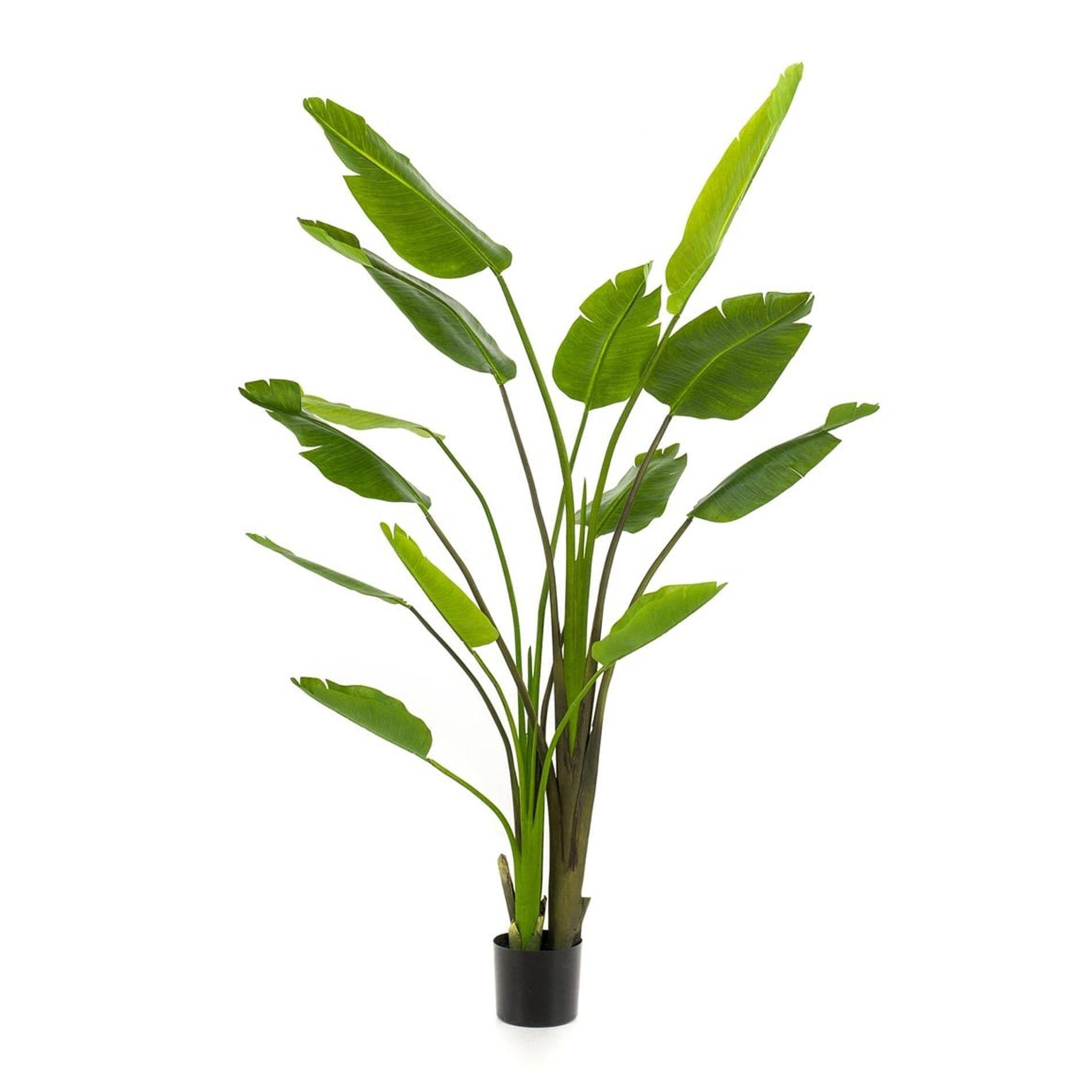 Strelitzia Nicolai - H180cm - Image 1