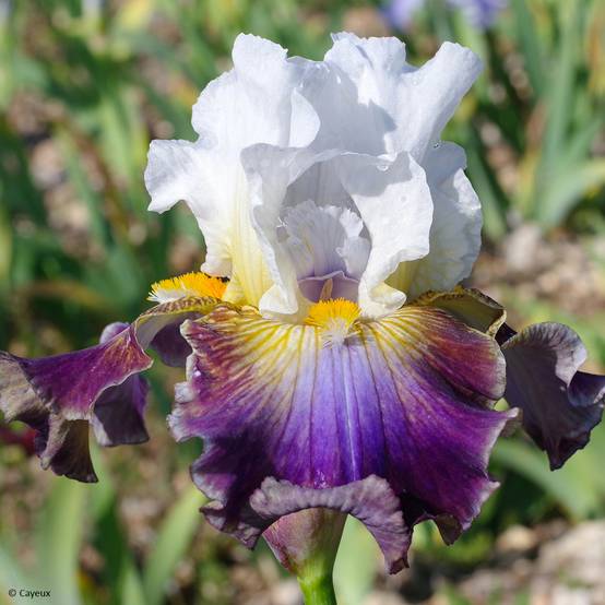 Promesse de Fleurs - Iris germanica Surface Irisée - Iris des Jardins Rhizome, Calibre 10/15, qualité extra