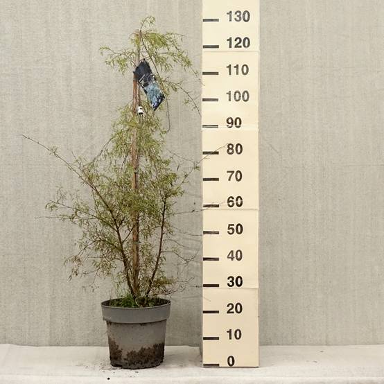 Promesse de Fleurs - Bouleau pleureur - Betula pendula Karaca Pot de 7,5L/10L - Image 2