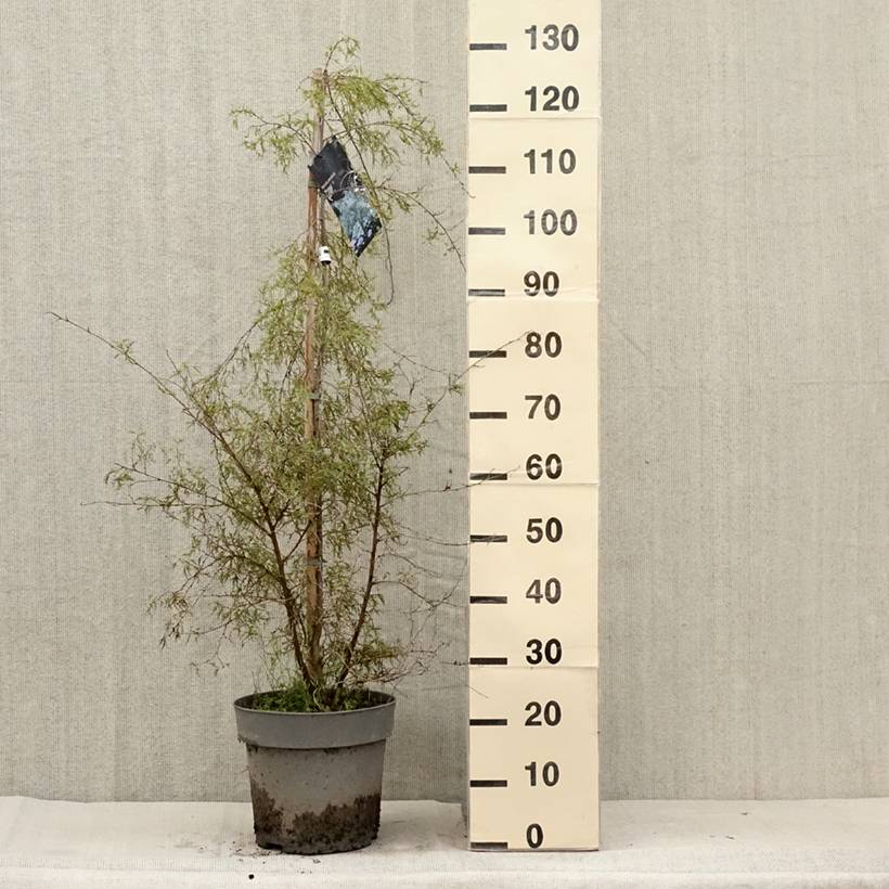 Promesse de Fleurs - Bouleau pleureur - Betula pendula Karaca Pot de 7,5L/10L - Image 2