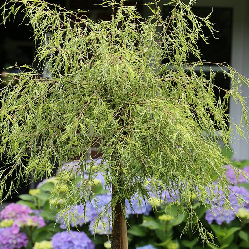 Promesse de Fleurs - Bouleau pleureur - Betula pendula Karaca Pot de 7,5L/10L - Image 1