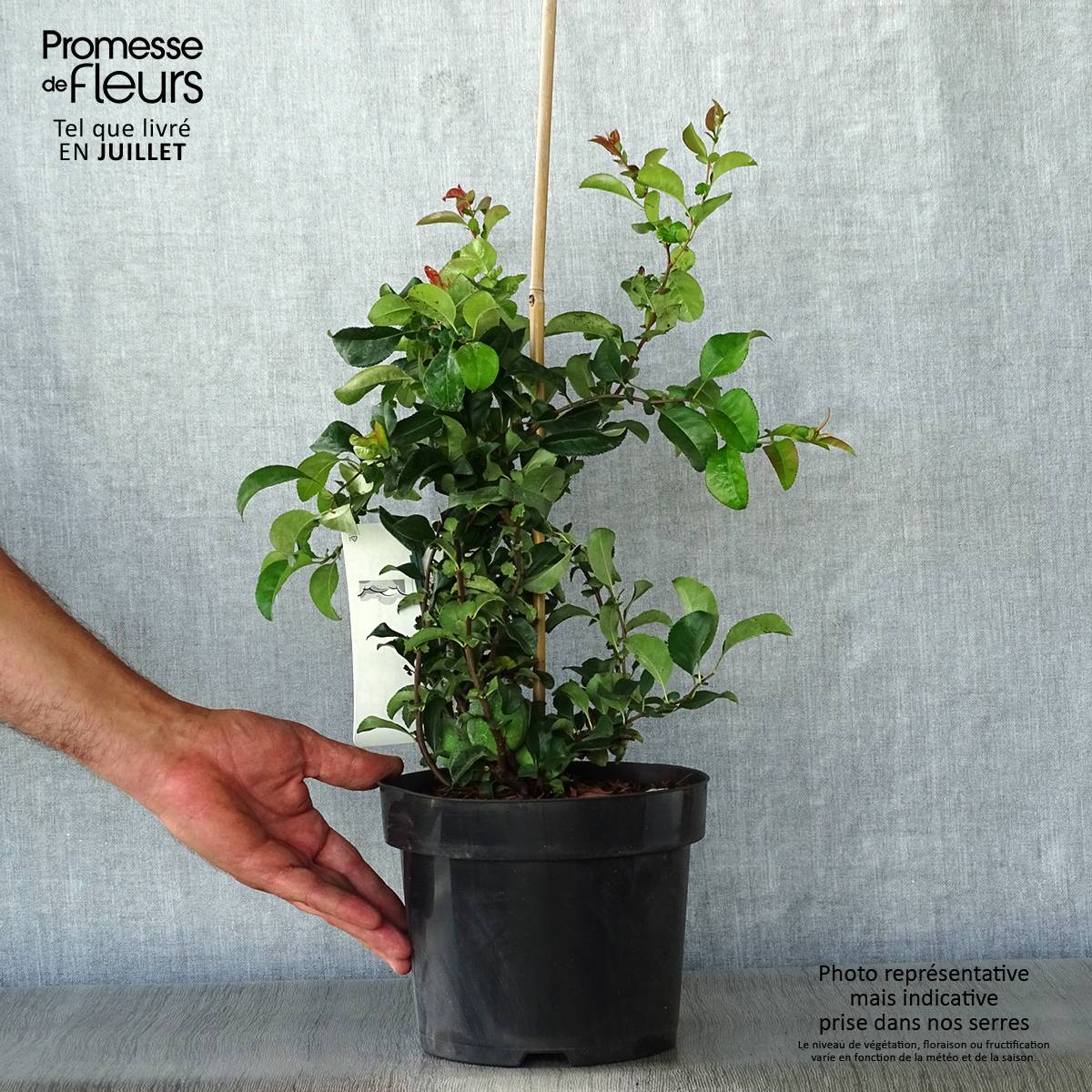 Promesse de Fleurs - Cognassier du Japon Jet Trail - Chaenomeles superba  Pot de 3L/4L - Image 2