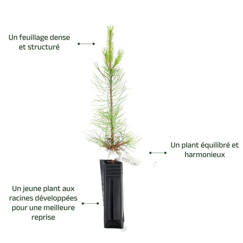 Pin laricio de Calabre (Pinus nigra var. calabrica) - Godet - Taille 20/40cm - Pépinières Naudet - Image 4