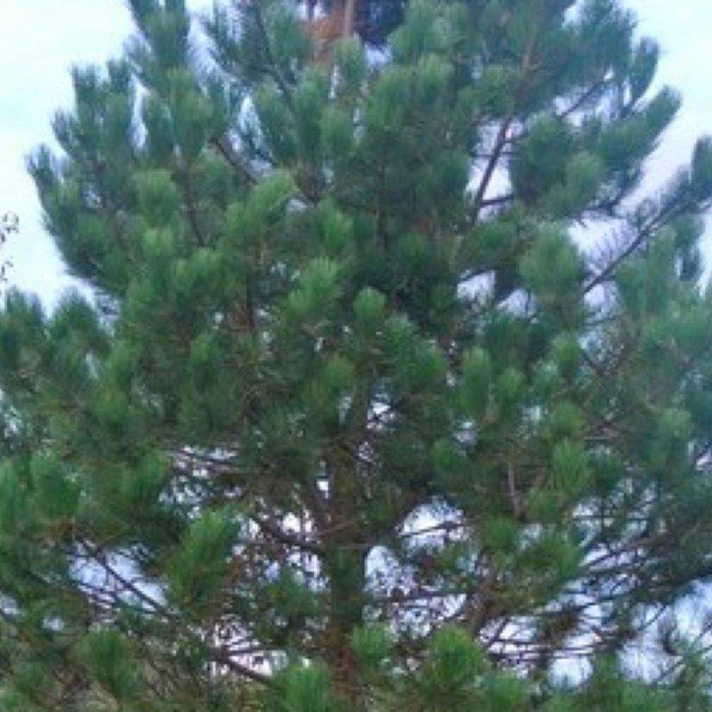 Pin laricio de Calabre (Pinus nigra var. calabrica) - Godet - Taille 20/40cm - Pépinières Naudet