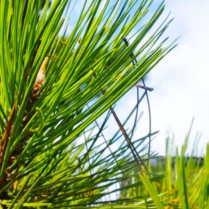 Pin laricio de Calabre (Pinus nigra var. calabrica) - Godet - Taille 20/40cm - Pépinières Naudet - Image 2